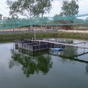 Polyculture - fish in the cages and free-range redclaw