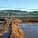 Bird netting to protect your crop