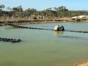 Farmers work on oyster purse cages in the mating pond