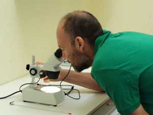 Inspecting eggs under the microscope