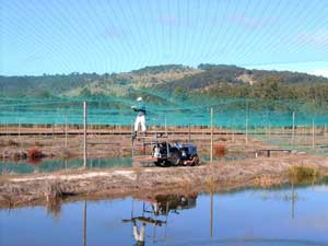 High level bird netting