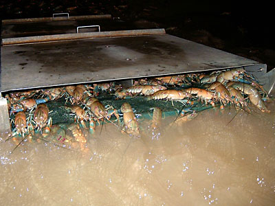 Queensland Crayfish