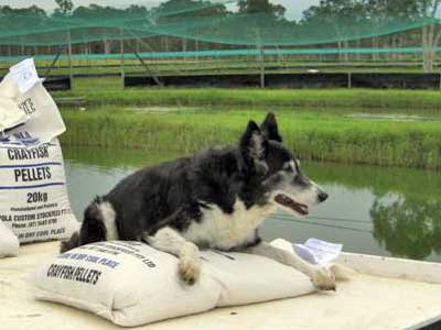 Queensland Farm Dog