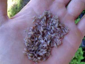 Juvenile Redclaw Crayfish